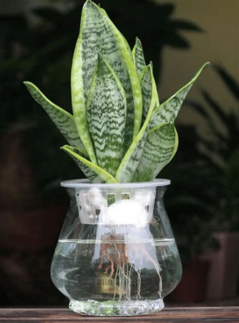 室內植物好處|水種植物新手入門！ 15 種室內植物推薦 種植好處/開。